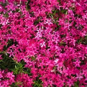Bio Polster-Phlox 'McDaniel's Cushion' | Dehner