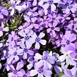 Bio Polster-Phlox 'Purple Beauty' | Dehner