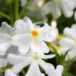 Bio Polster-Phlox 'White Delight' | Dehner