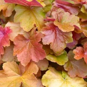 Bio Purpurglöckchen 'Caramel®' | Dehner