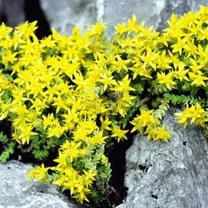 Bio Scharfer Mauerpfeffer | Dehner