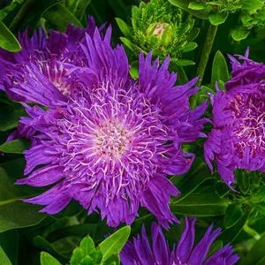 Bio Sommeraster 'Mels Blue' | Dehner