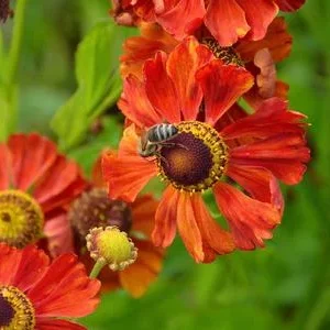 Bio Sonnenbraut 'Moerheim Beauty' | Dehner