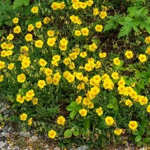 Bio Sonnenröschen, gelb | Dehner