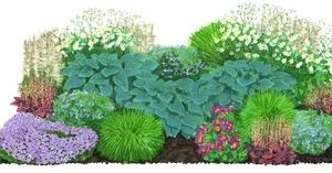 Bio Stauden-Set Beet im Halbschatten, | Dehner
