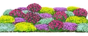 Bio Stauden-Set Bodendecker Patchwork, | Dehner