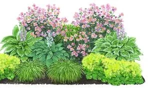 Bio Stauden-Set Schattengarten, 12-teilig | Dehner