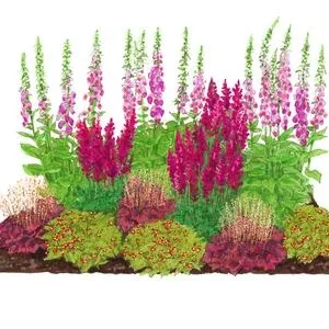 Bio Stauden-Set Schattengarten Rote Akzente, | Dehner