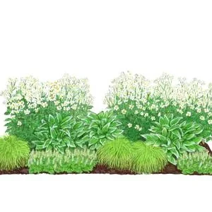 Bio Stauden-Set Schattengarten Weiße Akzente, | Dehner