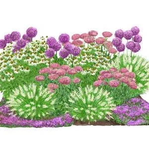 Bio Stauden-Set Sonnenzeit, Landlust | Dehner