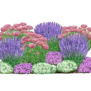 Bio Stauden-Set Terrassenglück, Landlust | Dehner