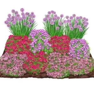 Bio Stauden-Set Trocken durch den Sommer, | Dehner