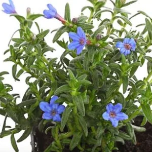 Bio Steinsame 'Heavenly Blue' | Dehner