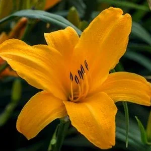 Bio Taglilie 'Stella d'Oro' | Dehner