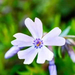 Bio Teppich-Flammenblume 'Bavaria' | Dehner