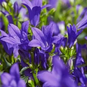 Bio Teppich-Glockenblume | Dehner