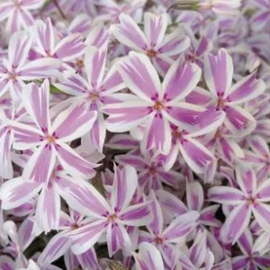 Bio Teppich-Phlox 'Candy Stripes' | Dehner
