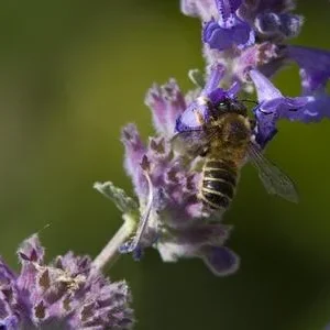 Bio Traubige Katzenminze 'Grog' | Dehner
