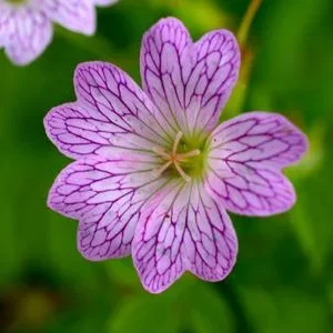Bio Veränderlicher Storchschnabel | Dehner
