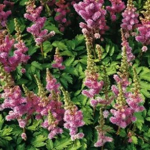 Bio Zwerg-Astilbe | Dehner