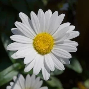 Bio Zwerg-Margerite 'Dwarf Snow Lady' | Dehner