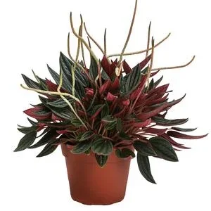 Bioland Peperomie - Peperomia caperata 'Rosso' | Dehner
