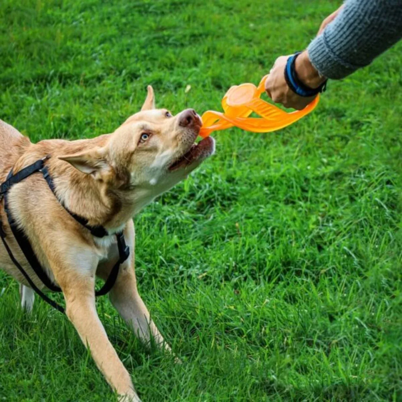 Bionic TOSS-N-TUG® langlebiges Hundespielzeug