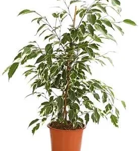 Birkenfeige - Ficus benjamina, verschiedene | Dehner