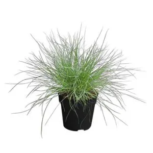 Blauschwingel 'Compact Blue' | Dehner