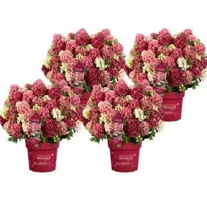 Bodendecker-Rispen-Hortensie Groundbreaker® | Dehner
