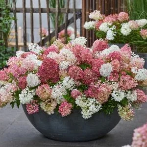 Bodendecker-Rispen-Hortensie Groundbreaker® | Dehner