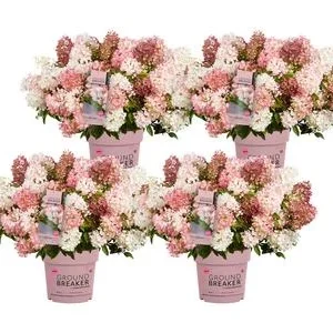Bodendecker-Rispen-Hortensie Groundbreaker® | Dehner