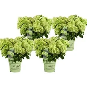 Bodendecker-Rispen-Hortensie Groundbreaker® | Dehner