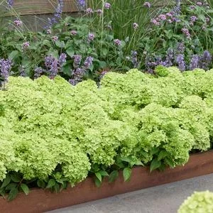 Bodendecker-Rispen-Hortensie Groundbreaker® | Dehner