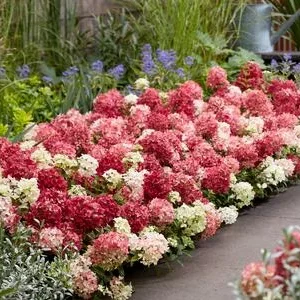 Bodendecker-Rispen-Hortensie Groundbreaker® | Dehner