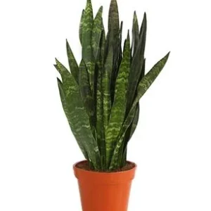 Bogenhanf - Sansevieria 'Black Coral' | Dehner