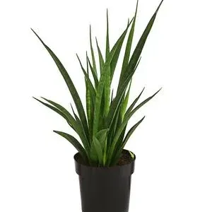 Bogenhanf - Sansevieria 'Friends' | Dehner