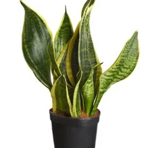 Bogenhanf - Sansevieria, verschiedene Sorten | Dehner