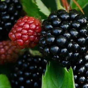 Brombeere 'Asterina' | Dehner