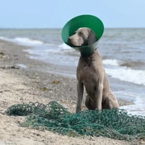 Buster Green Ocean Halskragen