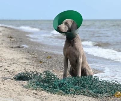 Buster Green Ocean Halskragen