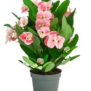 Christusdorn - Euphorbia milii 'Tiara' | Dehner