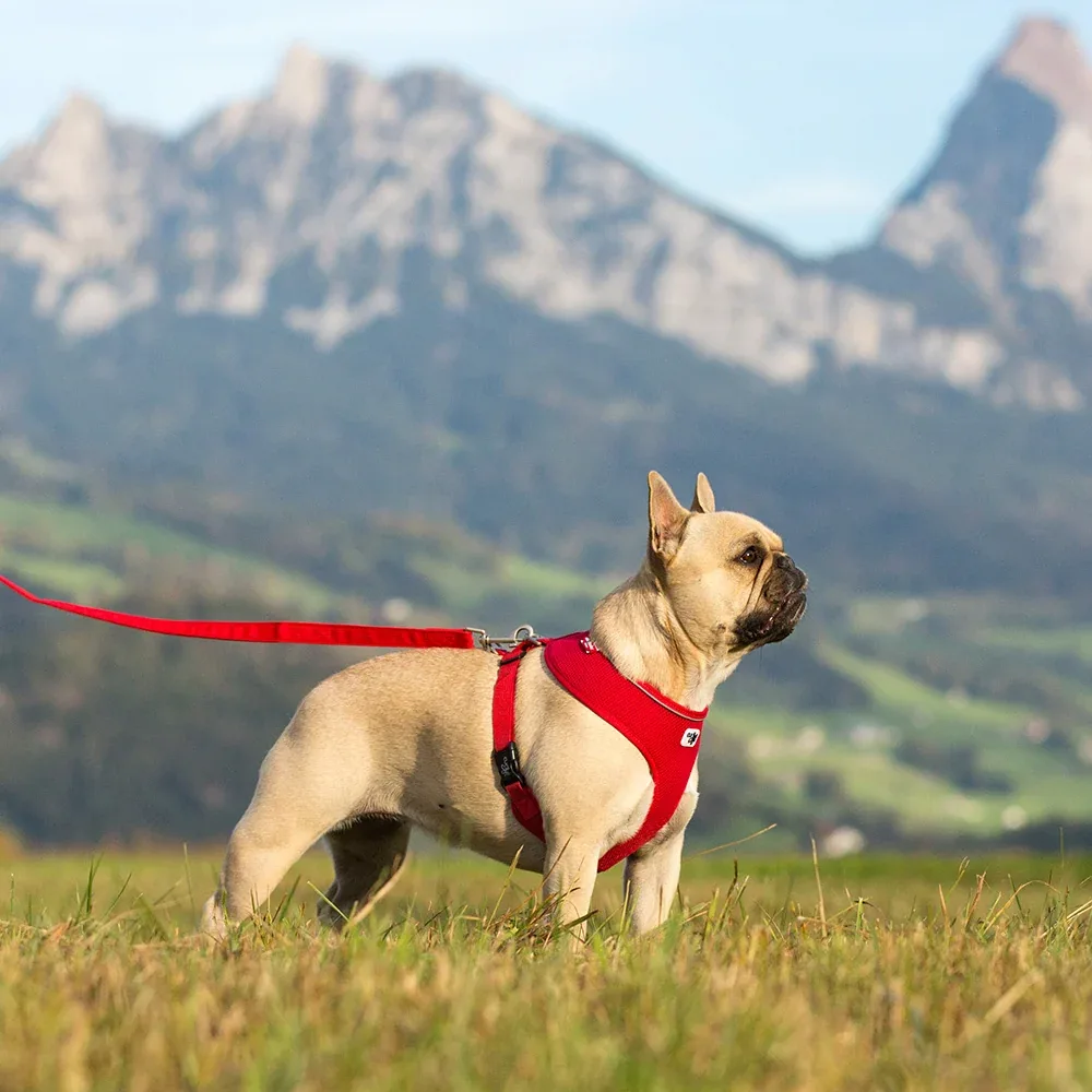 Curli Brustgeschirr Basic Air Mesh für kleine Hunde - Image 2