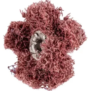 Darmflora PFERD - Schleifsterne Polinox T 25-2 A 100 - HaustierPro