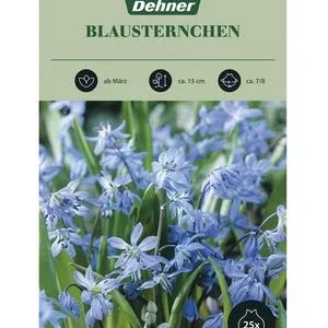 Dehner Blumenzwiebel Blausternchen, 25 Stk. | Dehner