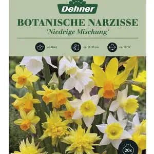 Dehner Blumenzwiebel Botanische Narzisse | Dehner