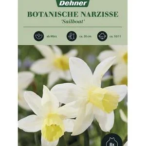 Dehner Blumenzwiebel Botanische Narzisse | Dehner