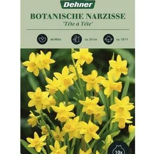 Dehner Blumenzwiebel Botanische Narzisse | Dehner
