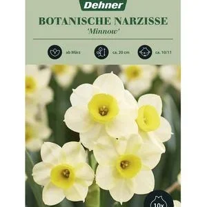 Dehner Blumenzwiebel Botanische Narzisse | Dehner