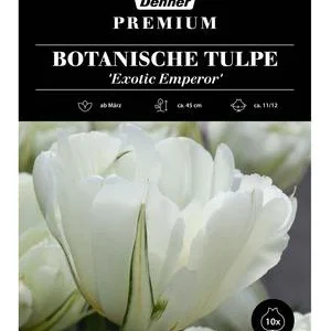 Dehner Blumenzwiebel Botanische Tulpe 'Exotic | Dehner